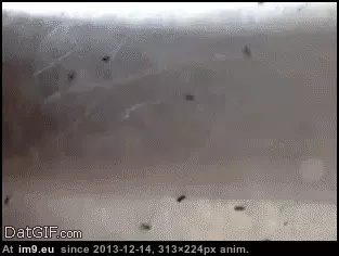 #Gifs #Prank #Funny [Funny] 35 Best Prank Gifs 23 GIF (Image de album My r/FUNNY favs))