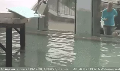 #Funny #Graceful #Dives #Penguin [Funny] A graceful Penguin dives in GIF (Image of album My r/FUNNY favs))