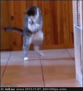 #Collection #Gifs #Two #Favorite #Redditing #Funny #Years [Funny] After two years of Redditing, a collection of my favorite GIFs 10 GIF (Image of album My r/FUNNY favs))