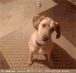 #Collection #Gifs #Two #Favorite #Redditing #Funny #Years [Funny] After two years of Redditing, a collection of my favorite GIFs 22 GIF (Bild von album My r/FUNNY favs))