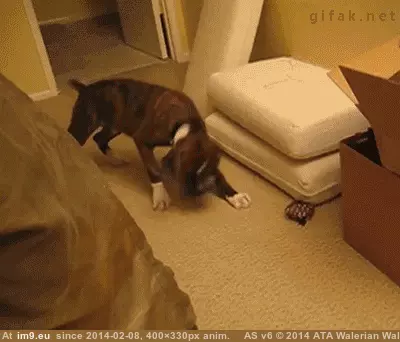 #Funny #Praise #Shiny #Weird #Square [Funny] All praise the weird shiny square GIF (Image de album My r/FUNNY favs))