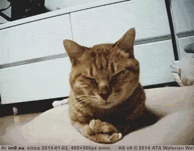 #Funny #Regretting #Hangover [Funny] Already regretting my 2014 hangover GIF (Изображение из альбом My r/FUNNY favs))