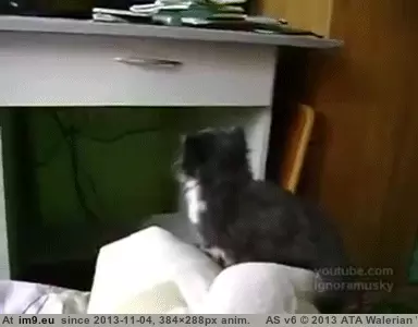 #Funny #Ambitious #Kitty [Funny] Ambitious Kitty GIF (Image de album My r/FUNNY favs))