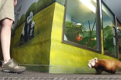 #Funny #Little #One [Funny] And where are you going little one? GIF (Image of album My r/FUNNY favs))
