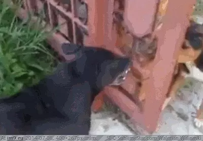 #Funny #Angry #Fence #Dogs [Funny] Angry dogs kept apart by a fence GIF (Bild von album My r/FUNNY favs))