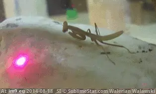 #Funny #Animals #Pointers #Apparently #Laser [Funny] Apparently also other animals like laser pointers! GIF (Изображение из альбом My r/FUNNY favs))