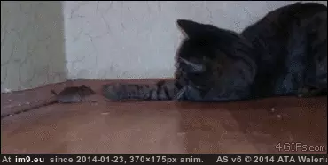 #Funny #Are #Food #You [Funny] Are....are you food? GIF (Image of album My r/FUNNY favs))