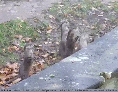 #Funny #Jumping #Otters #Baby [Funny] Baby otters jumping GIF (Image of album My r/FUNNY favs))