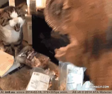 #Funny #Beasts #Battle [Funny] Battle of the Beasts. GIF (Image of album My r/FUNNY favs))