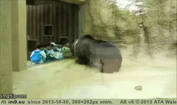 #Funny #Hard #Bear #Loves #Party [Funny] bear loves to party hard GIF (Image of album My r/FUNNY favs))