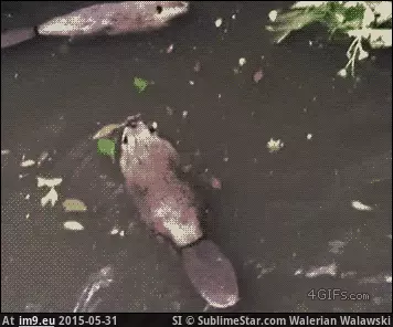 #Funny #Beaver #Handshake #Secret [Funny] Beaver secret handshake GIF (Bild von album My r/FUNNY favs))