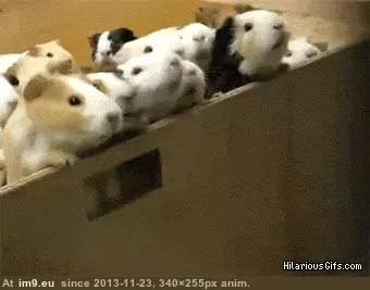#Funny #Friday #Black [Funny] Black Friday GIF (Изображение из альбом My r/FUNNY favs))