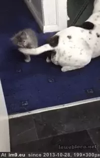 #Funny #Boxing #Training [Funny] Boxing training. GIF (Imagen de album My r/FUNNY favs))