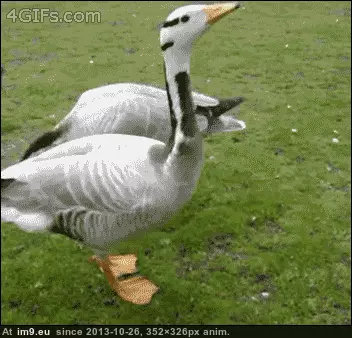 #Funny #Crumbs #Bread [Funny] Bread Crumbs 2 GIF (Image of album My r/FUNNY favs))