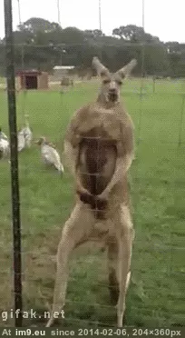 #Funny #Pose #Buff #Strikes #Kangaroo [Funny] Buff Kangaroo strikes a pose GIF (Obraz z album My r/FUNNY favs))