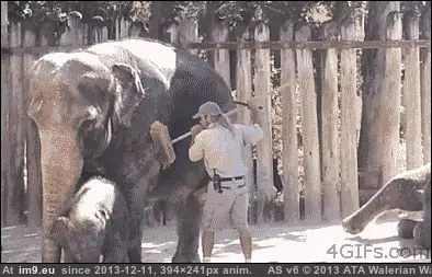 #Funny #Borrow #Can [Funny] Can I borrow that? :D GIF (Image de album My r/FUNNY favs))