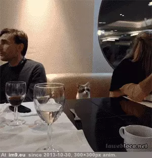 #Funny #Restaurant #Cat [Funny] Cat in the restaurant GIF (Image of album My r/FUNNY favs))