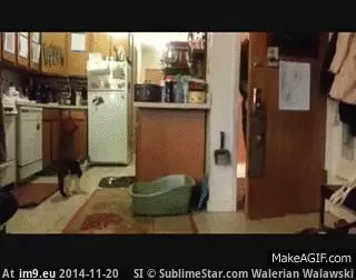 #Funny #Soldiers #Welcoming #Cats [Funny] Cats welcoming soldiers home 2 GIF (Bild von album My r/FUNNY favs))