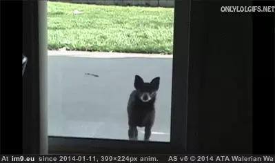 #Funny  #Thrillerrrrr [Funny] Cause this is THRILLERRRRR GIF (Bild von album My r/FUNNY favs))