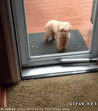 #Funny  #Get [Funny] 'Come on... get in!' GIF (Imagen de album My r/FUNNY favs))