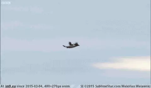 #Funny #Bay #Crash #Landing #Michael [Funny] Crash Landing --Directed by Michael Bay GIF (Obraz z album My r/FUNNY favs))