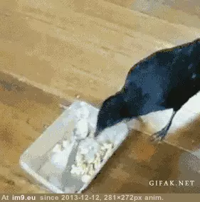 #Funny #Cat #Crow #Dog #Feeding [Funny] Crow feeding a cat & dog. GIF (Imagen de album My r/FUNNY favs))