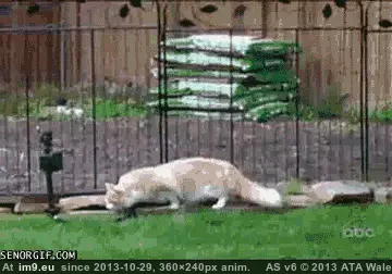 #Funny  #Curiosity [Funny] Curiosity GIF (Image of album My r/FUNNY favs))