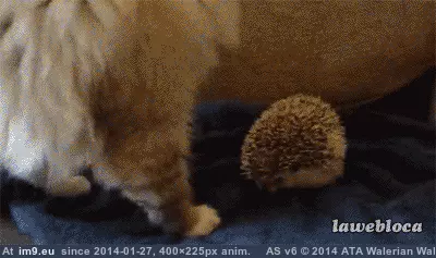 #Funny #Sharp #Damn [Funny] Damn you're sharp GIF (Image de album My r/FUNNY favs))