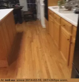 #Funny #Did #Fridge #Heard #Opening [Funny] DID I HEARD THE FRIDGE OPENING ??! GIF (Изображение из альбом My r/FUNNY favs))
