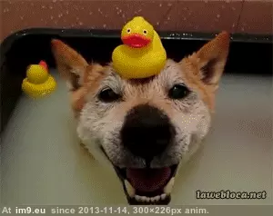 #Funny #Enjoying #Bath [Funny] Enjoying his bath GIF (Imagen de album My r/FUNNY favs))