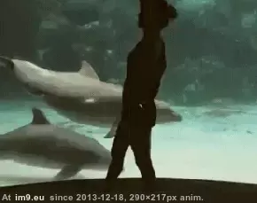 #Funny #Dolphins #Entertaining [Funny] Entertaining the Dolphins! GIF (Image de album My r/FUNNY favs))