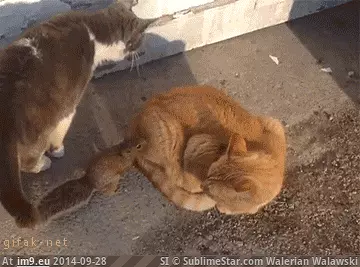 #Funny #Time #Fucking [Funny] Every. Fucking. Time. GIF (Obraz z album My r/FUNNY favs))