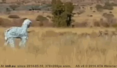 #Funny #Fitting #Hard [Funny] Fitting in is hard GIF (Изображение из альбом My r/FUNNY favs))