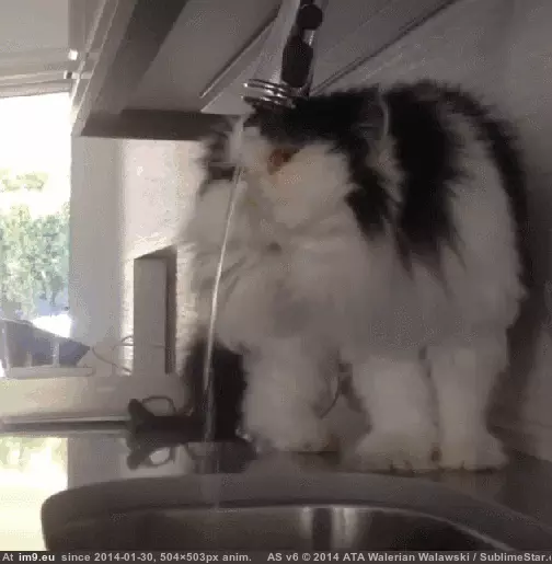 #Funny  #Foiled [Funny] Foiled again by my static fur GIF (Image of album My r/FUNNY favs))