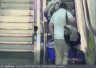 #Funny #Fuck #Guess #Life #Now [Funny] Fuck it, I guess this is my life now GIF (Obraz z album My r/FUNNY favs))