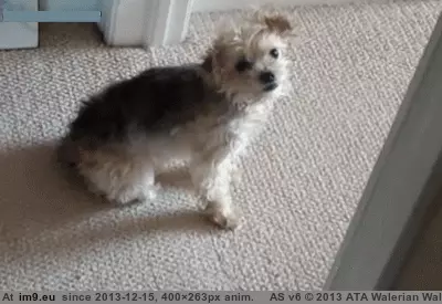 #Funny #UpvoteGIFs #Funniest #Downvote [Funny] Funniest downvote gif I have seen in a while (upvotegifs) GIF (Изображение из альбом My r/FUNNY favs))