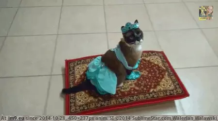 #Funny  #Adventure [Funny] Going on an adventure! GIF (Изображение из альбом My r/FUNNY favs))