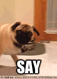 #Funny #Good #Start #Pugs #Way #Week [Funny] Good way to start your week. ( -r-pugs) 1 GIF (Image de album My r/FUNNY favs))