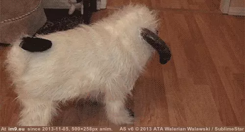 #Funny #Good #Start #Pugs #Way #Week [Funny] Good way to start your week. ( -r-pugs) 2 GIF (Image of album My r/FUNNY favs))