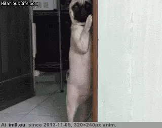 #Funny #Good #Start #Pugs #Way #Week [Funny] Good way to start your week. ( -r-pugs) 4 GIF (Imagen de album My r/FUNNY favs))