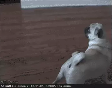 #Funny #Good #Start #Pugs #Way #Week [Funny] Good way to start your week. ( -r-pugs) 5 GIF (Image of album My r/FUNNY favs))