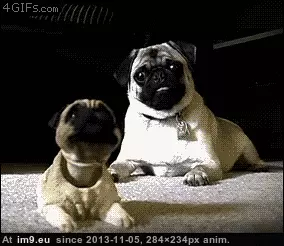 #Funny #Good #Start #Pugs #Way #Week [Funny] Good way to start your week. ( -r-pugs) 6 GIF (Image of album My r/FUNNY favs))