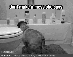 #Funny #Good #Start #Pugs #Way #Week [Funny] Good way to start your week. ( -r-pugs) 7 GIF (Image of album My r/FUNNY favs))