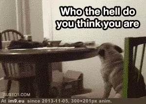 #Funny #Good #Start #Pugs #Way #Week [Funny] Good way to start your week. ( -r-pugs) 8 GIF (Image of album My r/FUNNY favs))