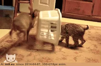  #Funny  [Funny] Got you GIF (Image de album My r/FUNNY favs))