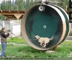 #Funny #For #Hamster #Dogs #Wheel [Funny] Hamster wheel for dogs GIF (Bild von album My r/FUNNY favs))