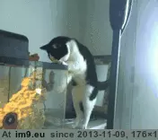 #Funny #Tank #Paw #Thinks [Funny] He thinks his paw is in the tank. GIF (Image of album My r/FUNNY favs))