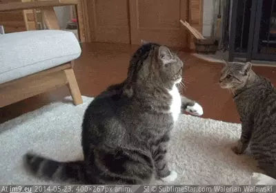 #Funny #Aah #High [Funny] High fi-AAH! GIF (Obraz z album My r/FUNNY favs))