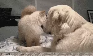 #Funny #Priceless #Face [Funny] His face afterwards is priceless... GIF (Image of album My r/FUNNY favs))