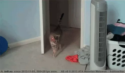 #Funny #Hover #Engaged #Mode [Funny] Hover mode engaged GIF (Obraz z album My r/FUNNY favs))